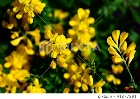 エニシダの花 エニシダの花 41377891