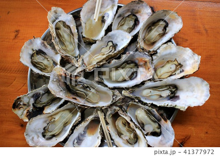 牡蠣 牡蠣 41377972