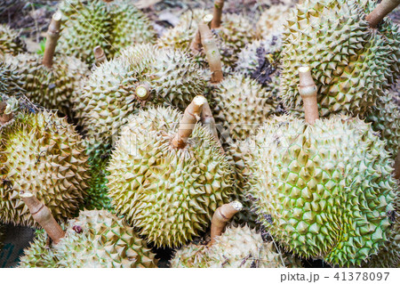 Durian king of fruit fresh from garden Durian king of fruit fresh from garden 41378097