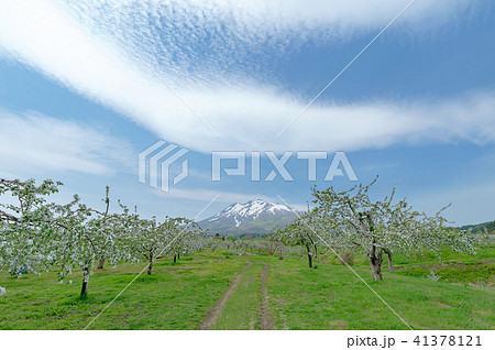 春の岩木山と津軽のりんご園 41378121
