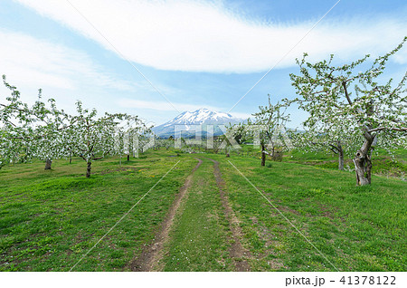 春の岩木山と津軽のりんご園 41378122