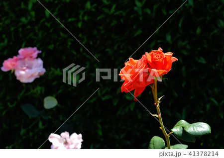 薔薇１０ 41378214