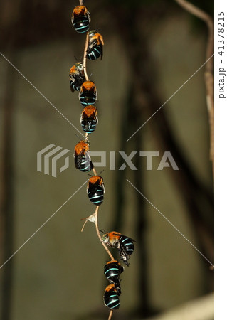 生き物　昆虫　アオスジフトハナバチ、六月の石垣島の夜。十頭以上の集団でお休み中 41378215