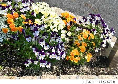 花壇 41378216