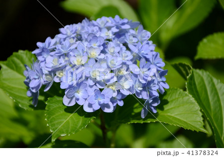 紫陽花・アジサイ (花手鞠) 紫陽花・アジサイ (花手鞠) 41378324