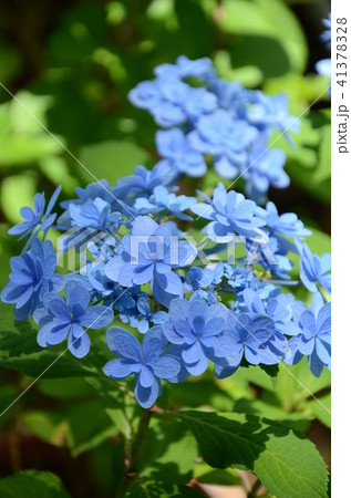 紫陽花・アジサイ (佳澄・カスミ) 紫陽花・アジサイ (佳澄・カスミ) 41378328