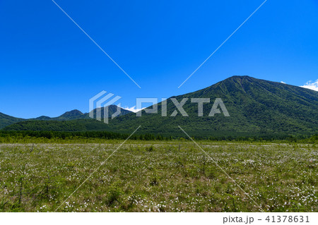 男体山、大真名子山、小真名子山と戦場ヶ原のワタスゲ 41378631