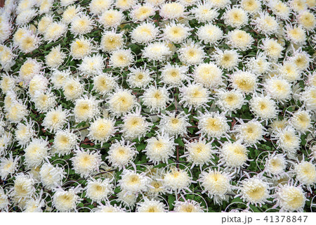 和菊 和菊 41378847