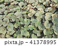 Green leaf on nature backgrounds 41378995