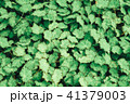Green leaf on nature backgrounds	 41379003