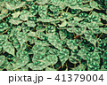 Green leaf on nature backgrounds	 41379004