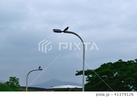 カラス 41379126