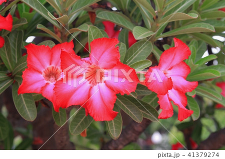 desert rose Tropical flower on a tree  41379274