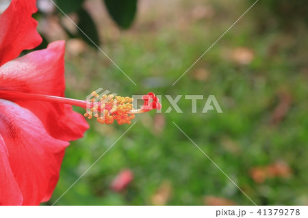 Hibiscus flower beautiful on tree Close up Hibiscus flower beautiful on tree Close up 41379278