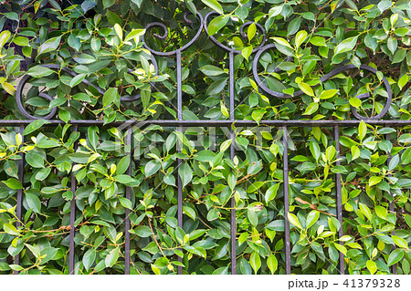 Tree leaf green background. 41379328