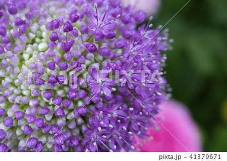 アリウム　ギガンチウム 41379671