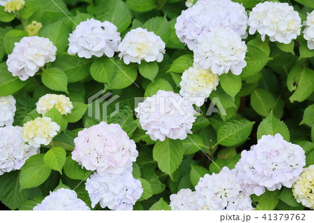 アジサイの花 アジサイの花 41379762