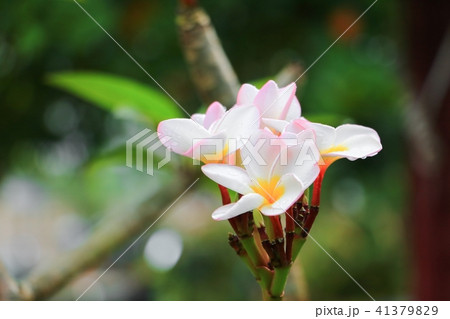 plumeria flower desert rose white and drop water plumeria flower desert rose white and drop water 41379829