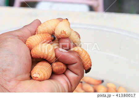 Sago beetle or worm palm weevil red in hand Sago beetle or worm palm weevil red in hand 41380017