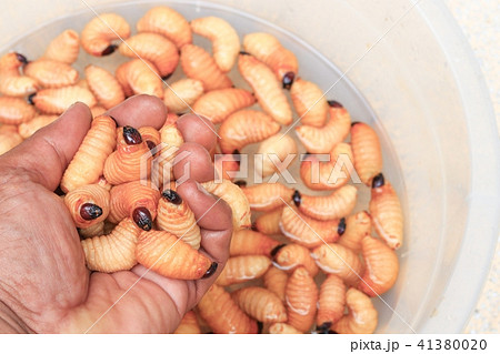 Sago beetle or worm palm weevil red in hand 41380020