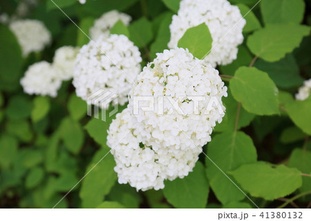 アナベルの花 41380132