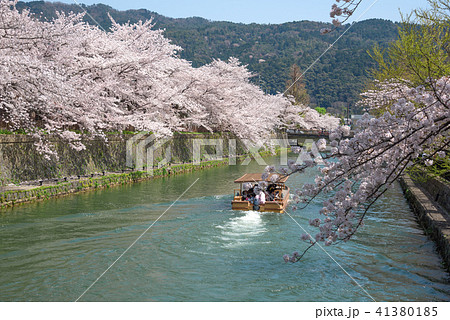 京都 岡崎桜回廊 十石舟めぐり 京都 岡崎桜回廊 十石舟めぐり 41380185
