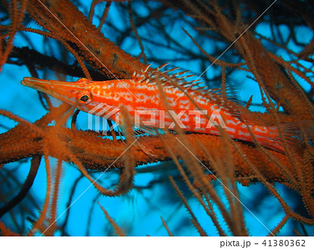 クダゴンベ 41380362