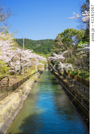 春の山科疏水 41381067