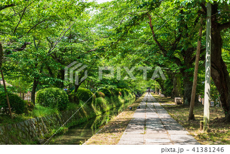 京都　哲学の道 41381246