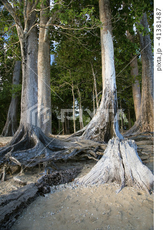 Age old trees as Chidiya Tapu beach, Andaman 41381487