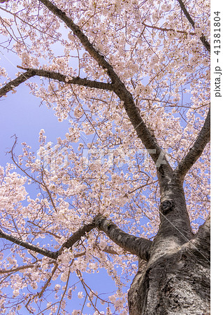 京見さくら公園の、桜を見上げる(兵庫県姫路市広畑区京見町)※作品コメント欄に撮影位置 京見さくら公園の、桜を見上げる(兵庫県姫路市広畑区京見町)※作品コメント欄に撮影位置 41381804