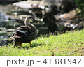 岸辺の二羽 41381942