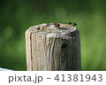 ひとやすみ 41381943