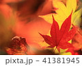 ぼかし紅葉 41381945