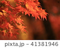 昼下がりの紅葉 41381946