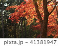 森の紅葉 41381947