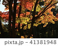明暗 41381948