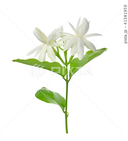 Jasmine isolated on white background Jasmine isolated on white background 41381959