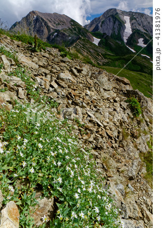 白馬岳稜線の高山植物と杓子岳・白馬鑓ヶ岳 41381976