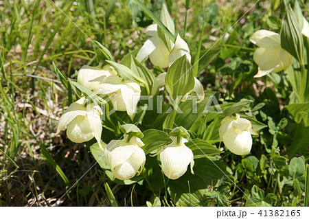 礼文島のレブンアツモリソウ 礼文島のレブンアツモリソウ 41382165