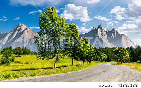 row of trees along the road in to the mountains row of trees along the road in to the mountains 41382188