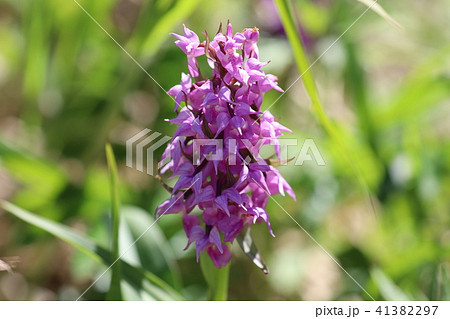 礼文島のハクサンチドリの花 41382297