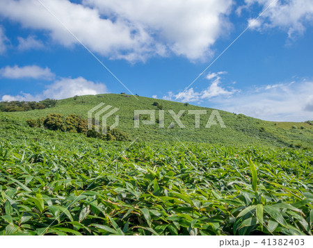 【伊豆】夏の高原風景・熊笹の草原【伊豆山稜線歩道周辺】 41382403