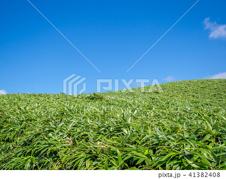 【伊豆】夏の高原風景・熊笹の草原【伊豆山稜線歩道周辺】 【伊豆】夏の高原風景・熊笹の草原【伊豆山稜線歩道周辺】 41382408