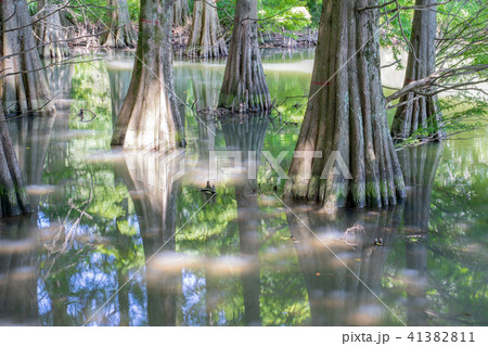 九大の森 41382811