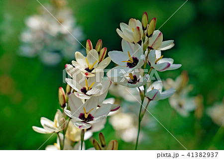 イキシア イキシア 41382937