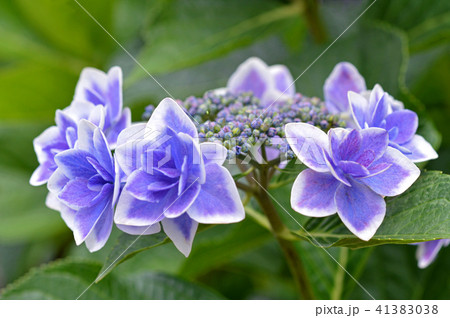 ガクアジサイ（額紫陽花） 41383038