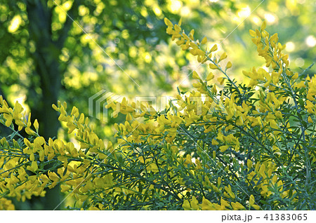 エニシダ エニシダ 41383065