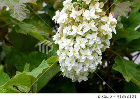 カシワバアジサイ 柏葉紫陽花 の写真素材