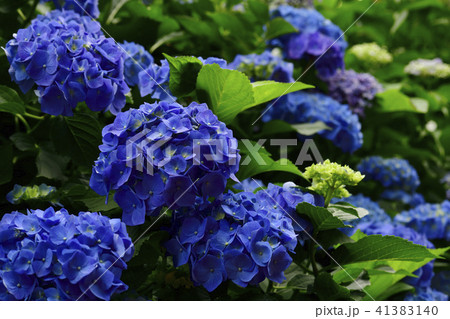 花、紫陽花、青色、紫色＠赤坂公園、南区、堺市、大阪府 41383140